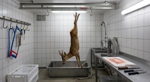 Mehr über den Artikel erfahren Seminar „Die eigene Wildkammer“ 25.09.2026